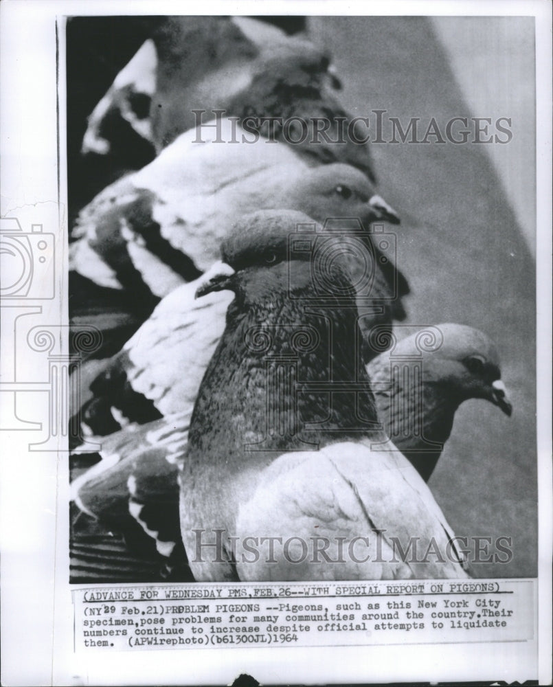 1964 Press Photo Pigeons New York City Speciman Country