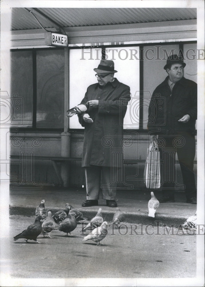 1972 Press Photo Old Man Feeding Pigeons On Sidewalk