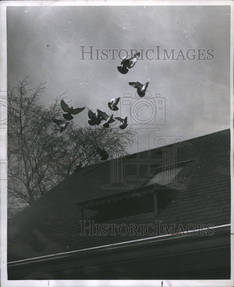 1947 Press Photo Flok Returning Loft Birds Flying House