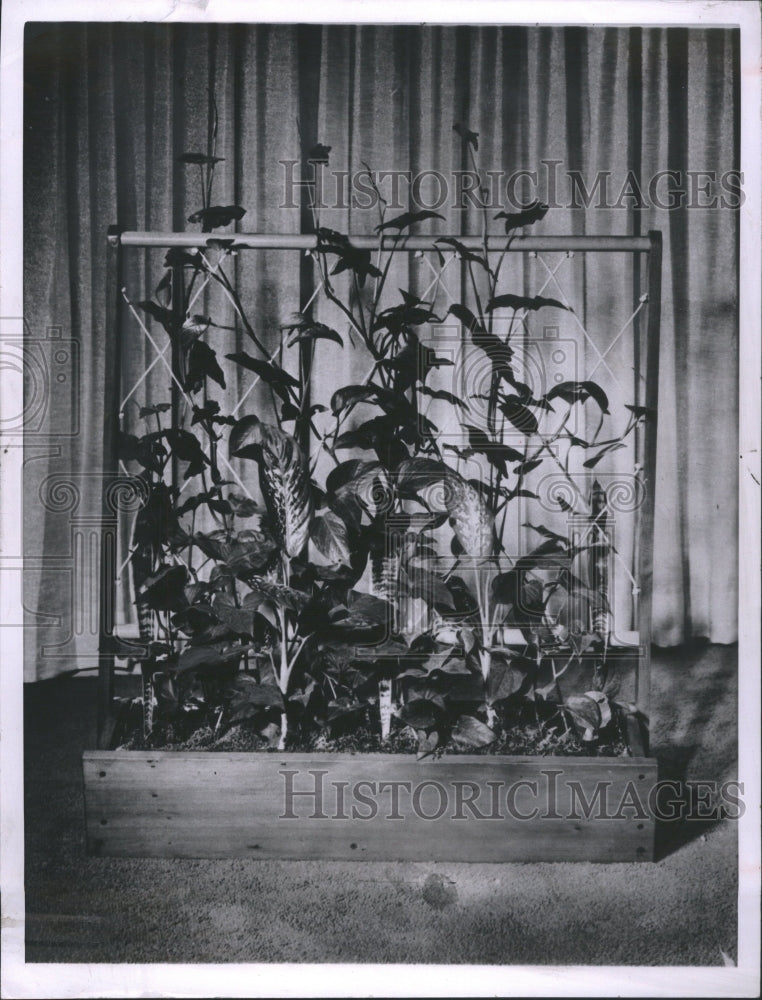 1958 Press Photo Planters American Snack Company Foods