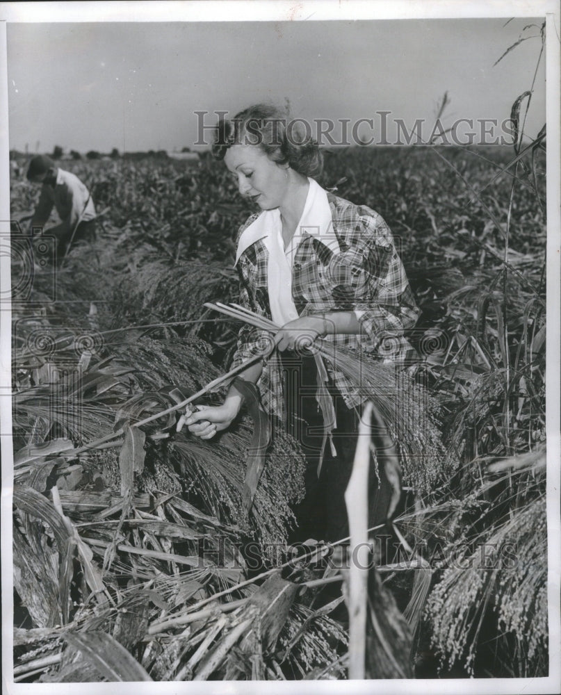 1950 Press Photo Woman harvesting broomcorn