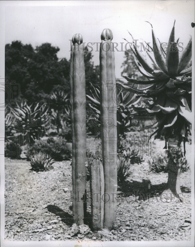 1937 Press Photo The pachecer marginatus