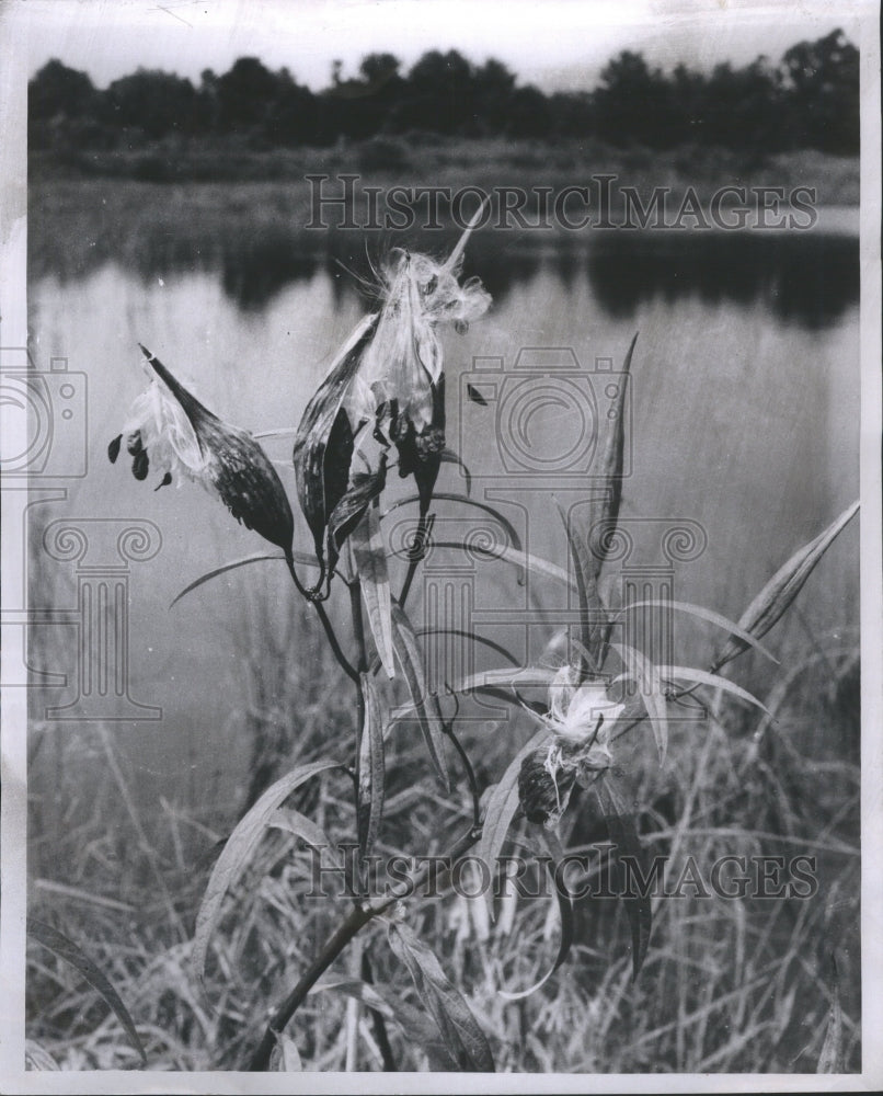 1970 Press Photo Milkweed Plants Birds River Danainae