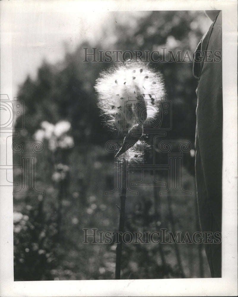 1951 Milkweed Plant Press Photo