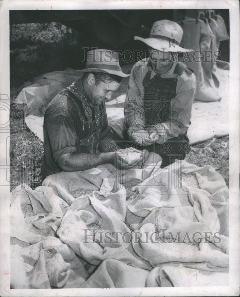 1947 Press Photo William Bantley Ora Sutton Wheat MI