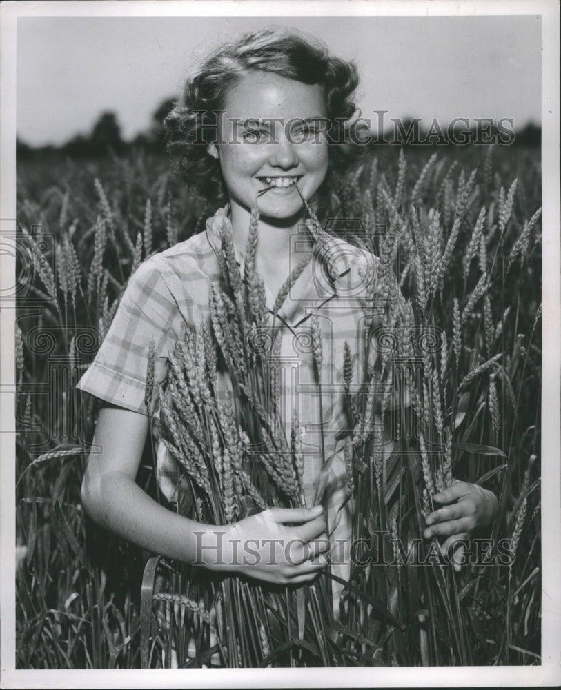 1953 Press Photo Wheat