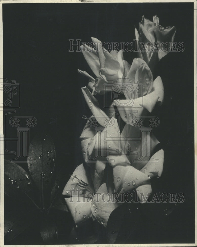 1938 Press Photo Fragrance Gladiolus E V Kesinger