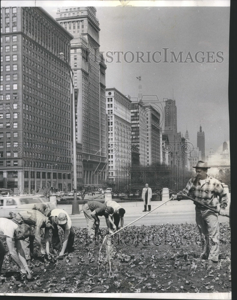 1959 Press Photo Work District Workmen Planting Plazza