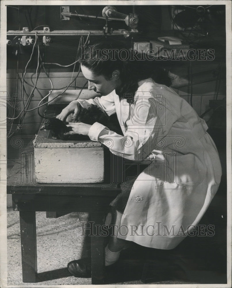 1948 Press Photo Tech Tests Chicken in Heart Research