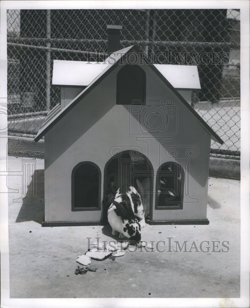 1951 Press Photo Rabbit Hawthorne Mellody Farm