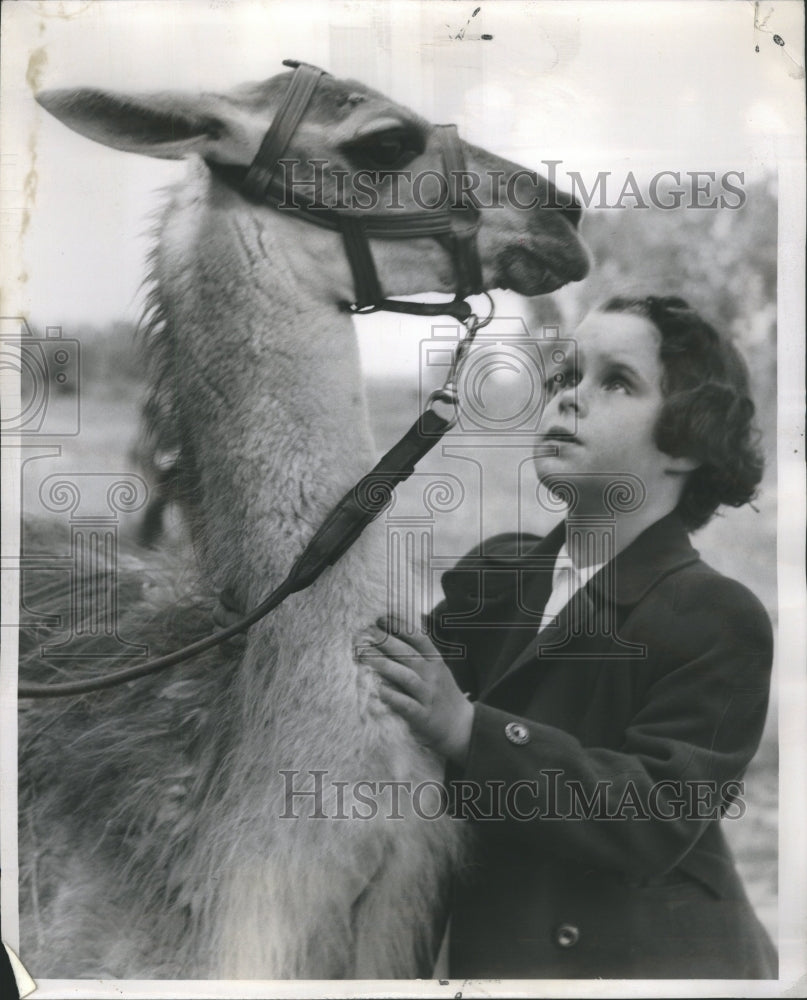 1951 Press Photo Guanaco Meets Beverly