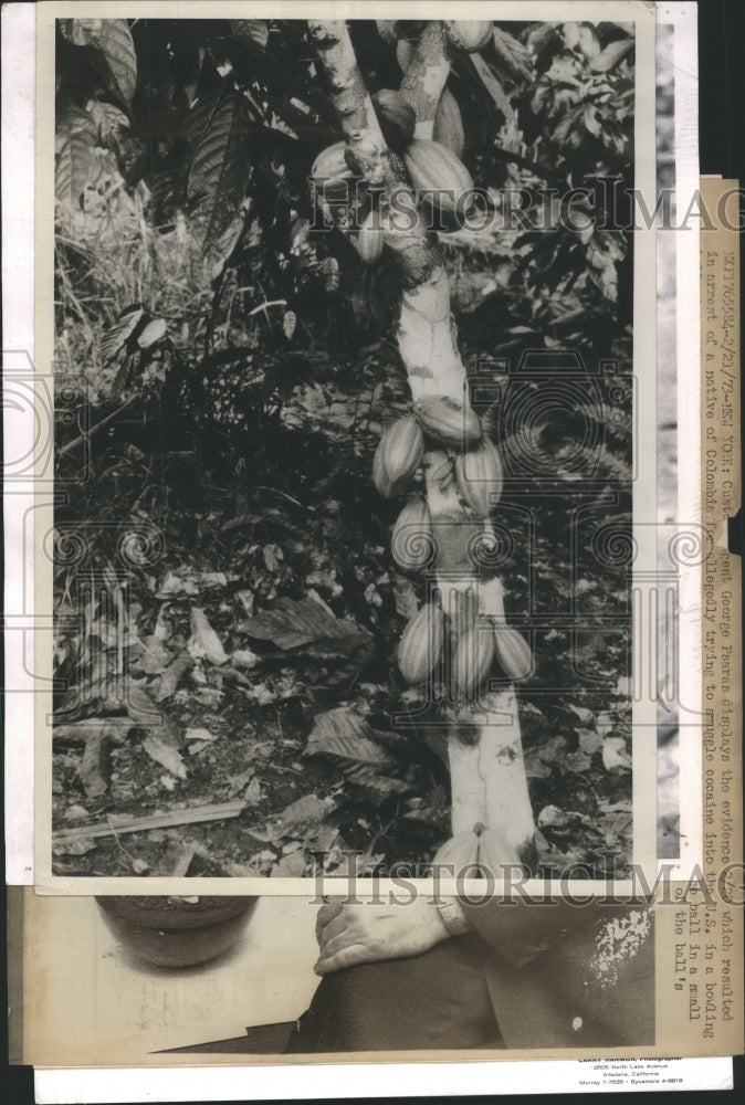 1954 Press Photo Tree Branch Nuts