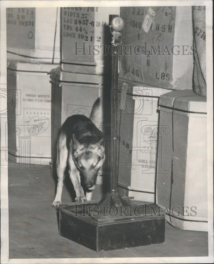 1952 Press Photo Paws Marshal Field Company Watchmen