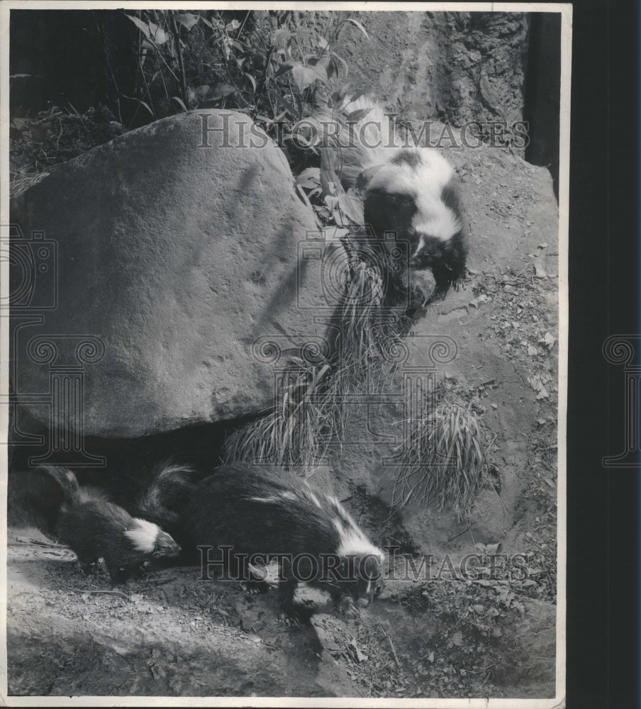 1944 Press Photo Skunks Black-and-White Varies