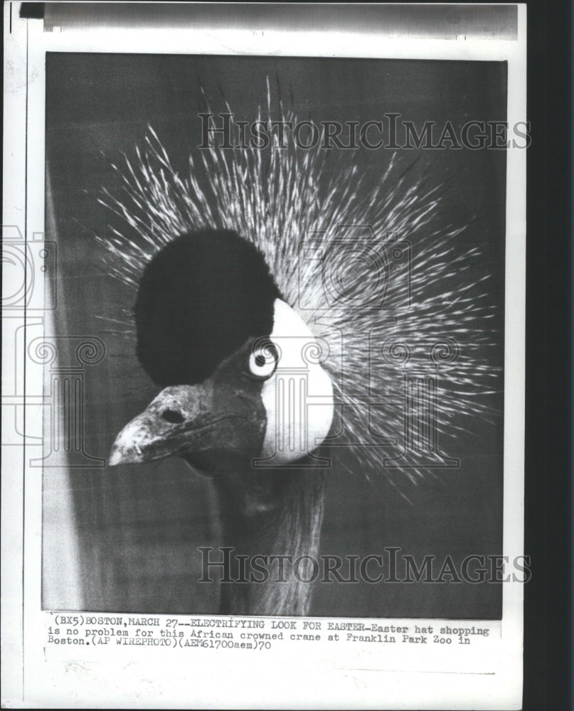 1970 Press Photo Crane Bird