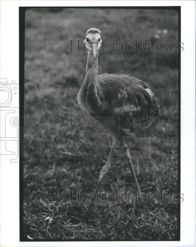 1988 Press Photo Sand Hill Crane Walking