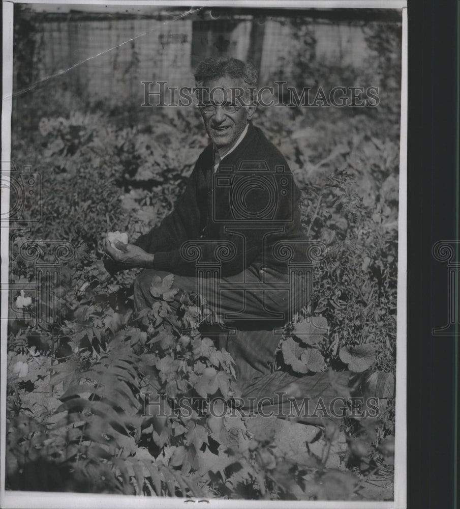 Press Photo Frank Batchelor harvest cotton on farm