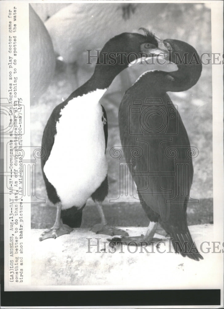 1975 Press Photo Los Angeles Zoo Gormorants