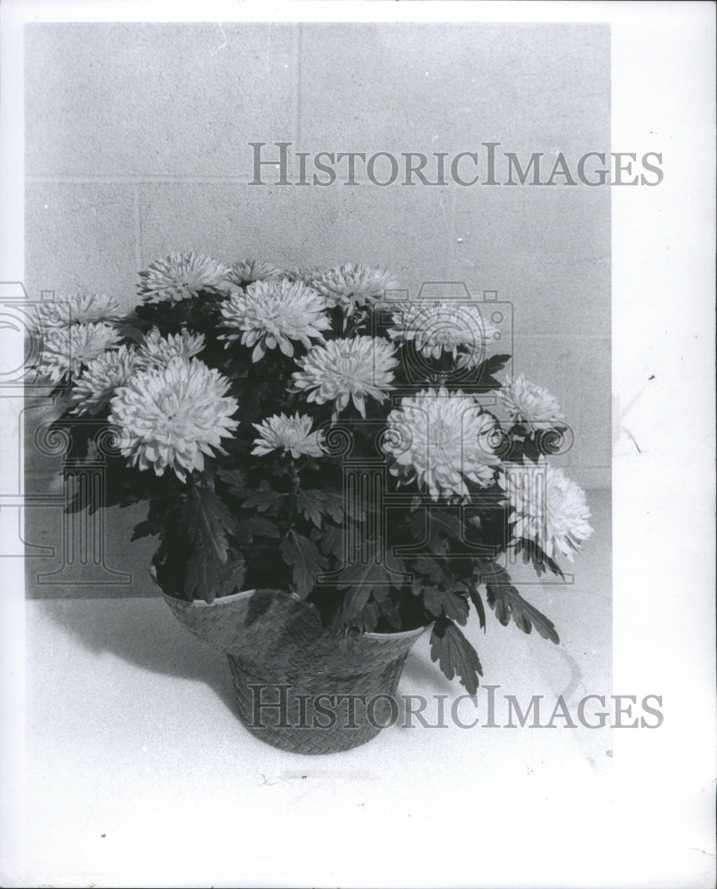 1982 Press Photo Bouquet of Chrysanthemums