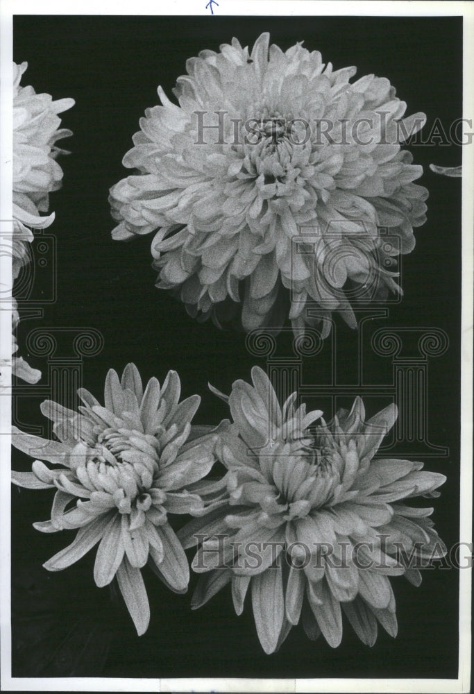 1979 Press Photo Chrysanthemum Flower