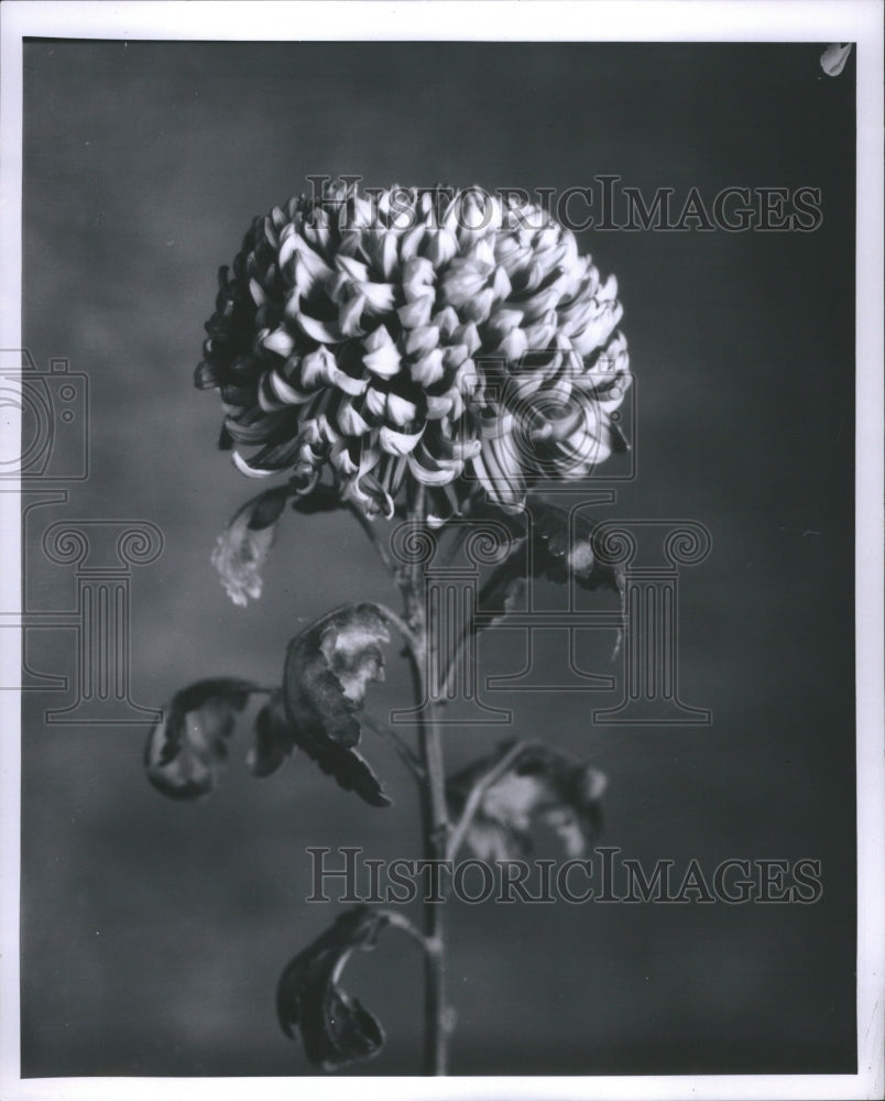 1966 Press Photo Chrysanthemum