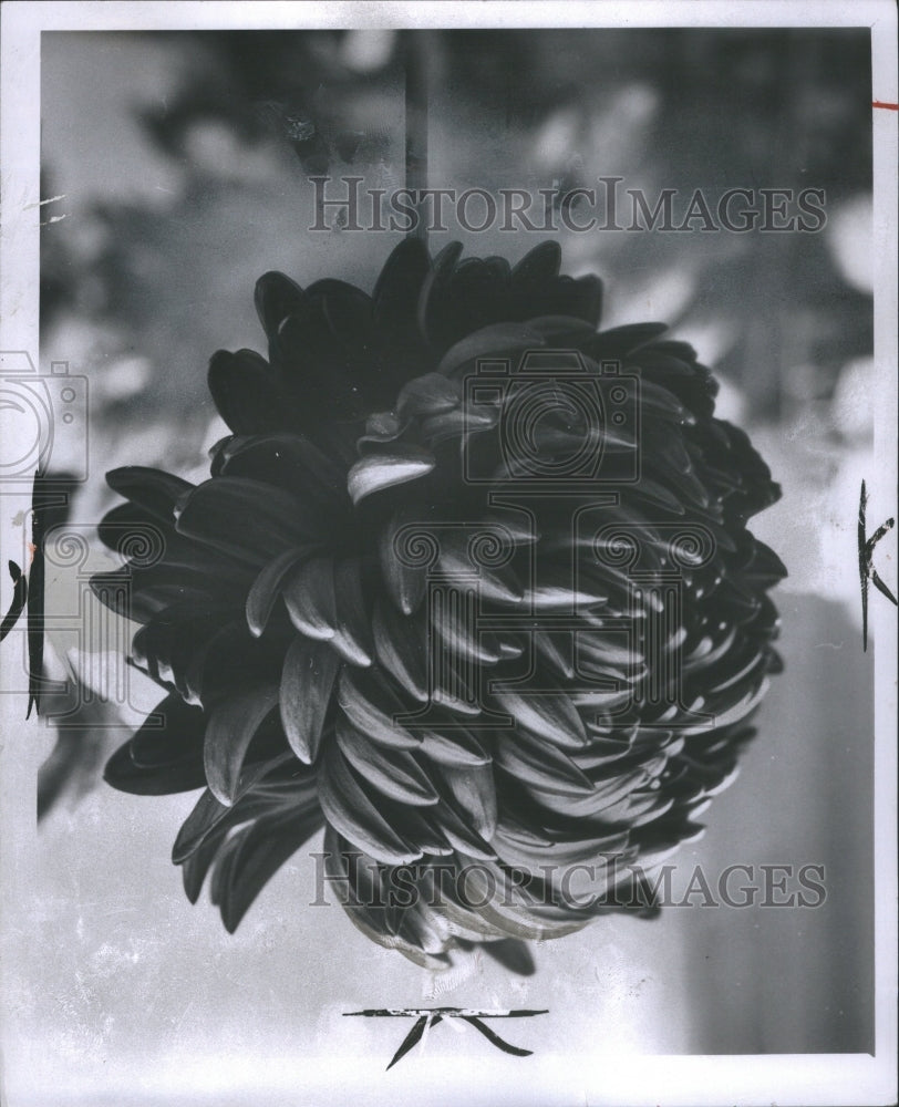 1957 Press Photo Chrysanthemums Asteraceae Asia