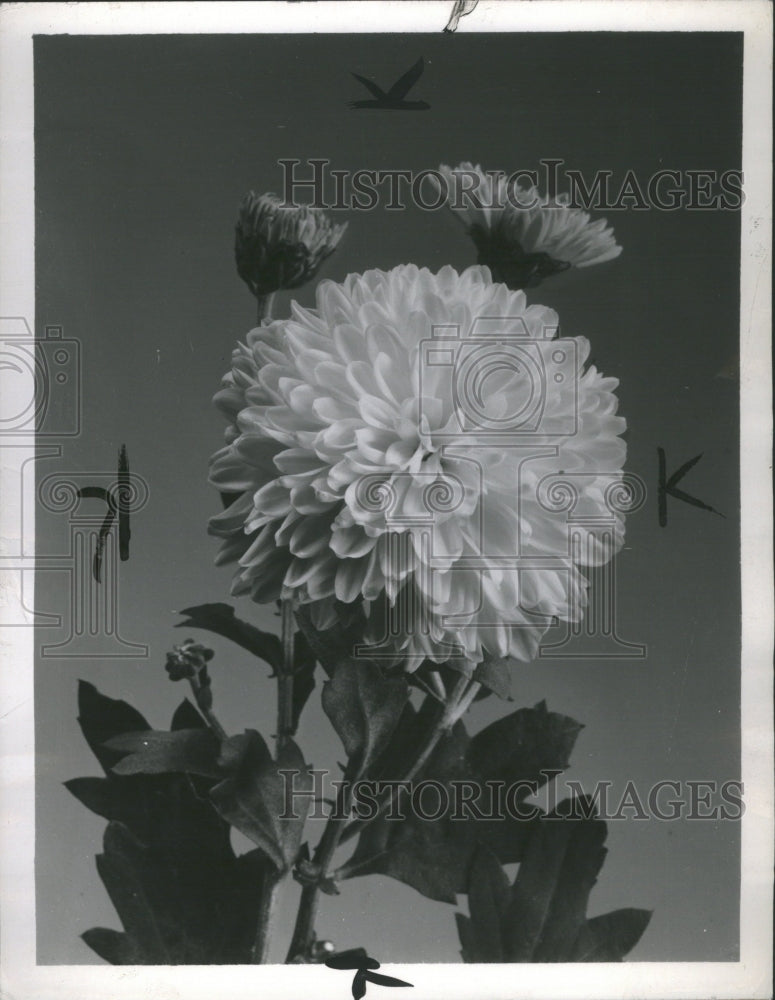 1951 Press Photo Chrysanthemums Perennial Flowering