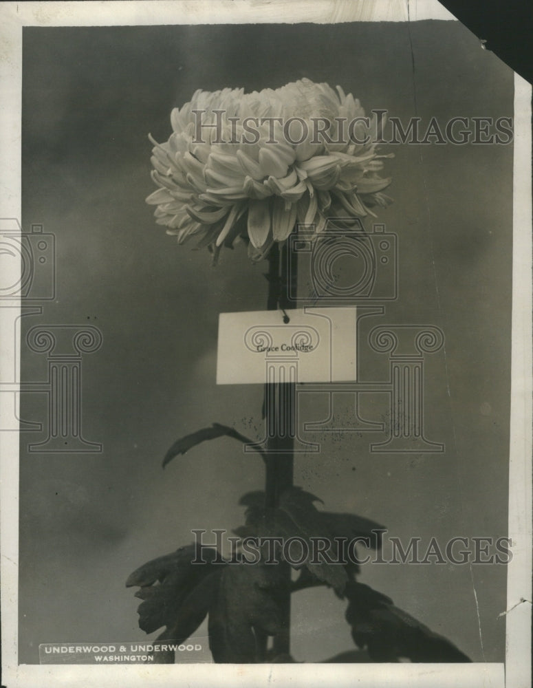 1927 Press Photo Born in Burlington Vermont Grace gradu
