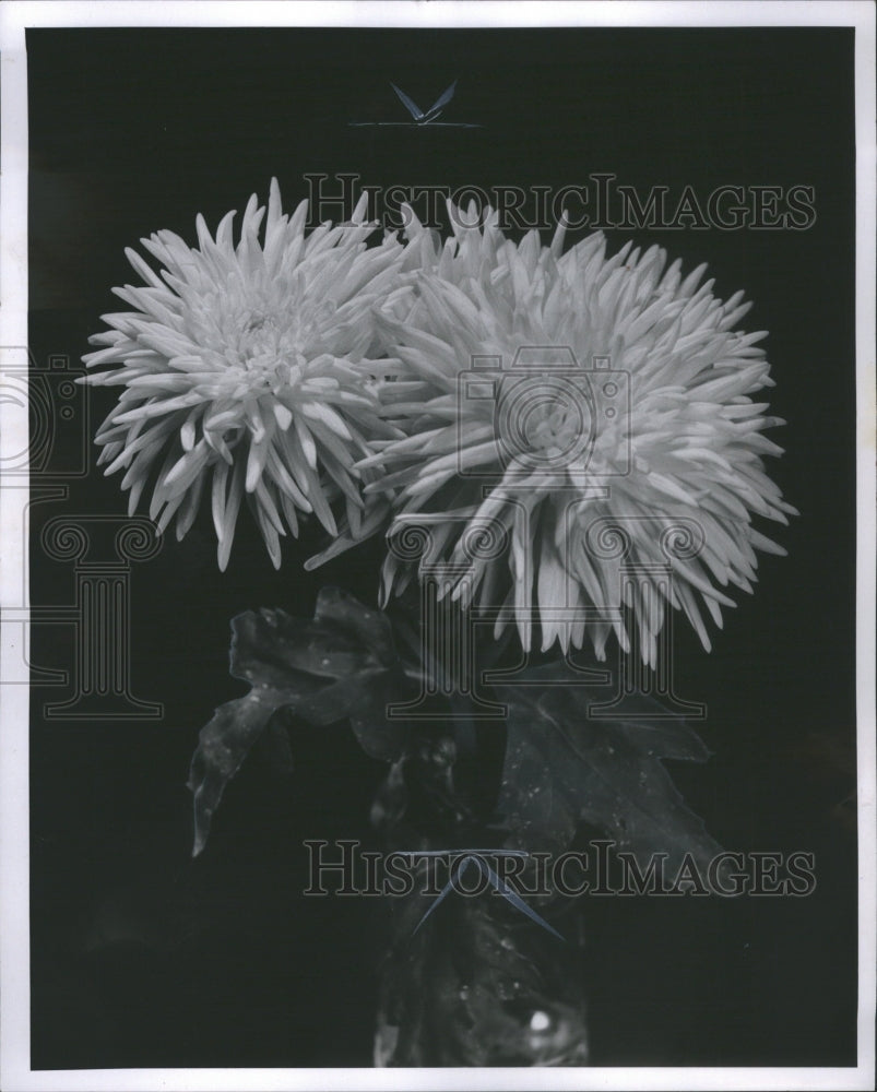 1966 Press Photo Chrysanthemum Botanical Nomenclature