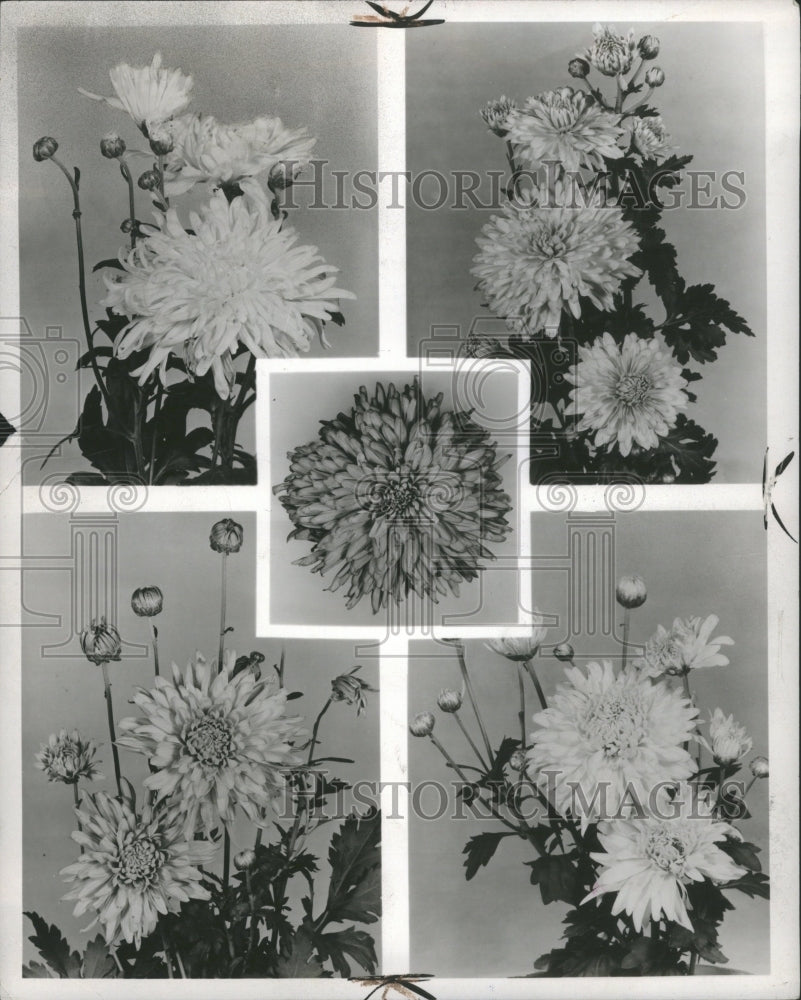 1956 Press Photo Differnent Types of Chrysanthemums