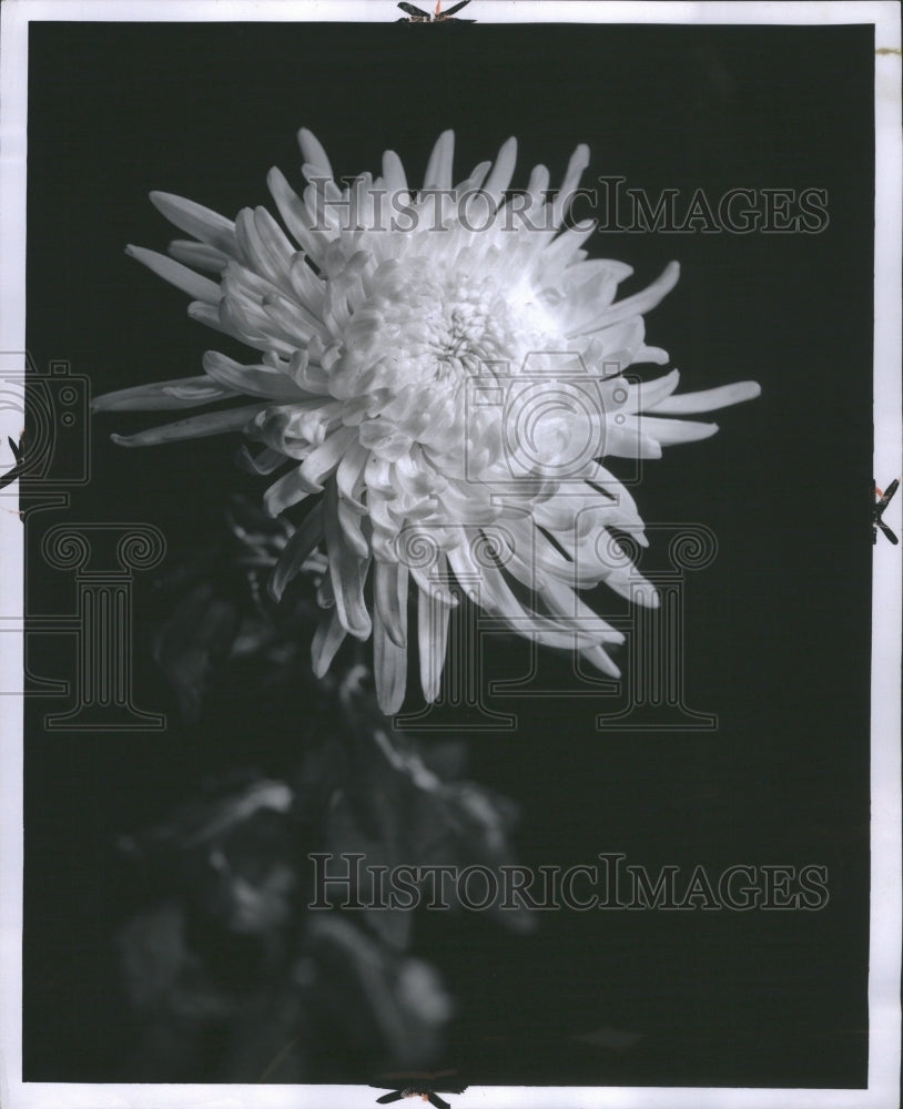 1969 Press Photo Belanger Anglo-Norman North America