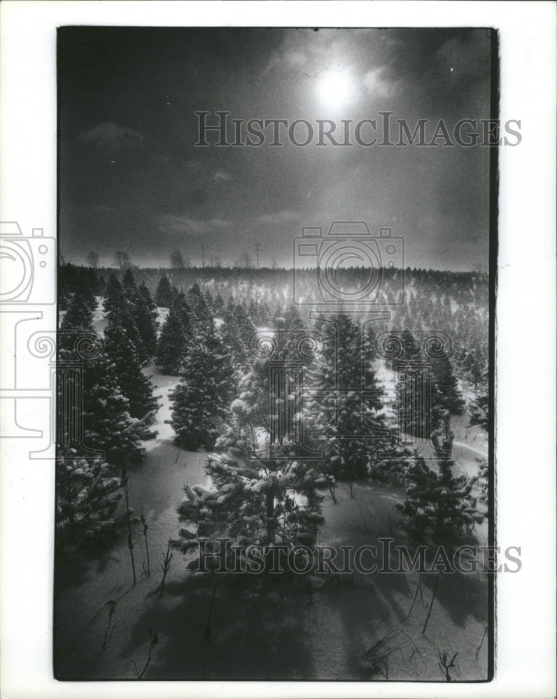 1981 Press Photo Christmas Trees Forest Farm In Snow