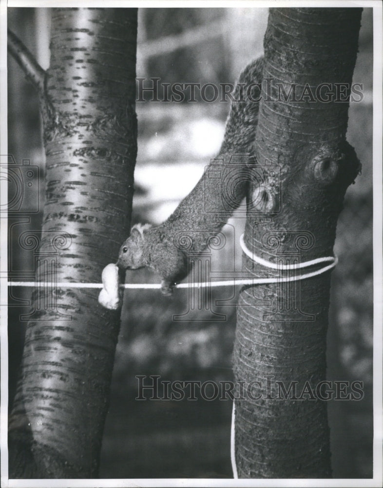 1961 Press Photo Clever Squirrel Does Trick