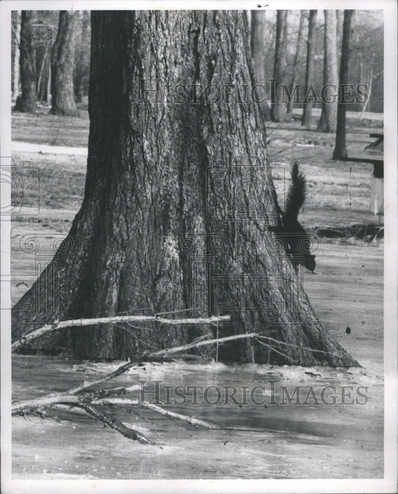 1971 Press Photo Black Squirrel