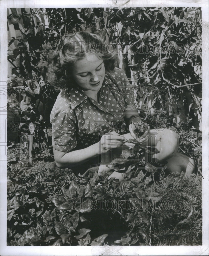 1955 Press Photo Sun Garden New Zealand Spinach Harvest