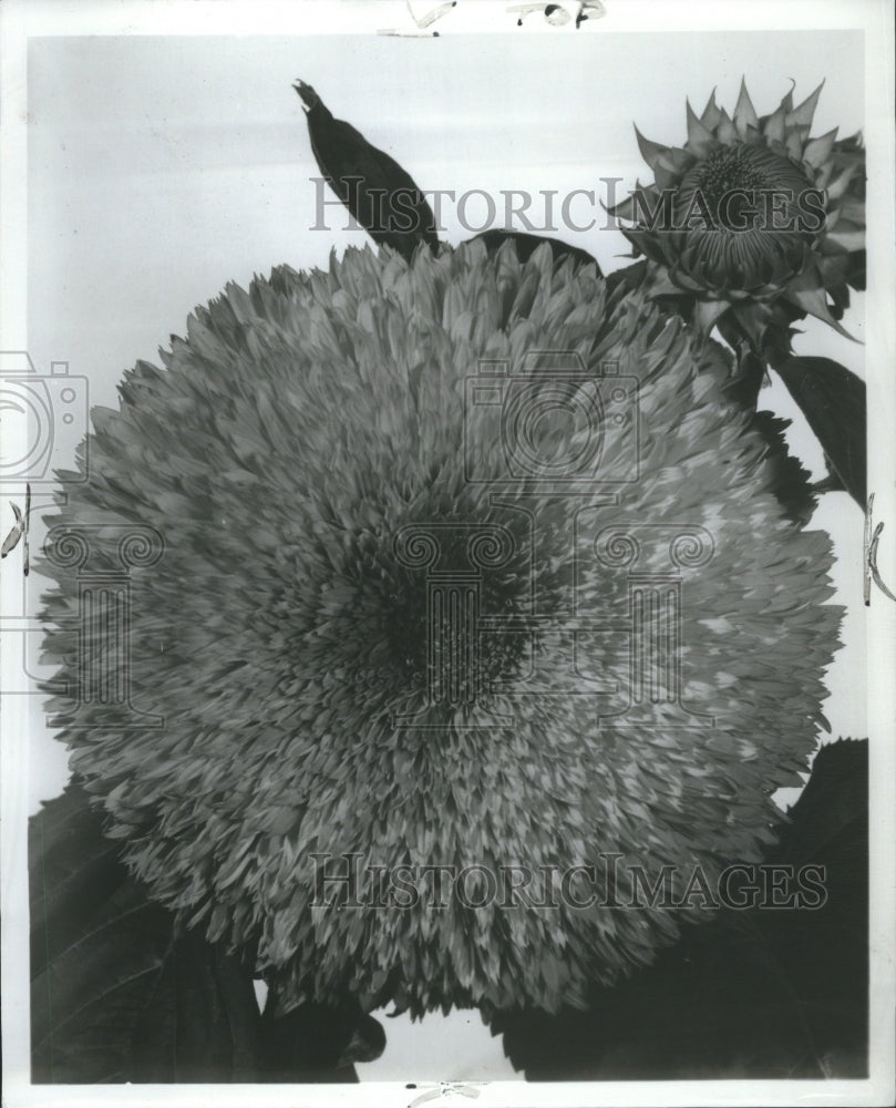 1969 Press Photo Sunflower Closeup