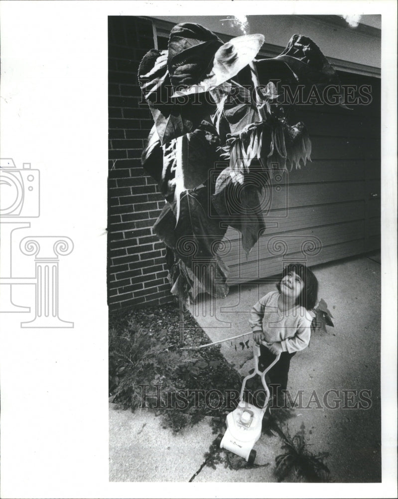 1980 Press Photo SUNFLOWERS America