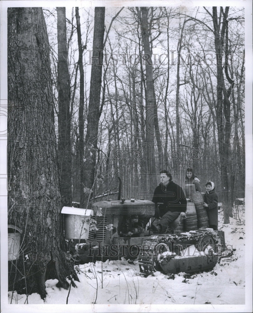 1960 Press Photo Mrs Roy Thomas Sugar Maple Michigan