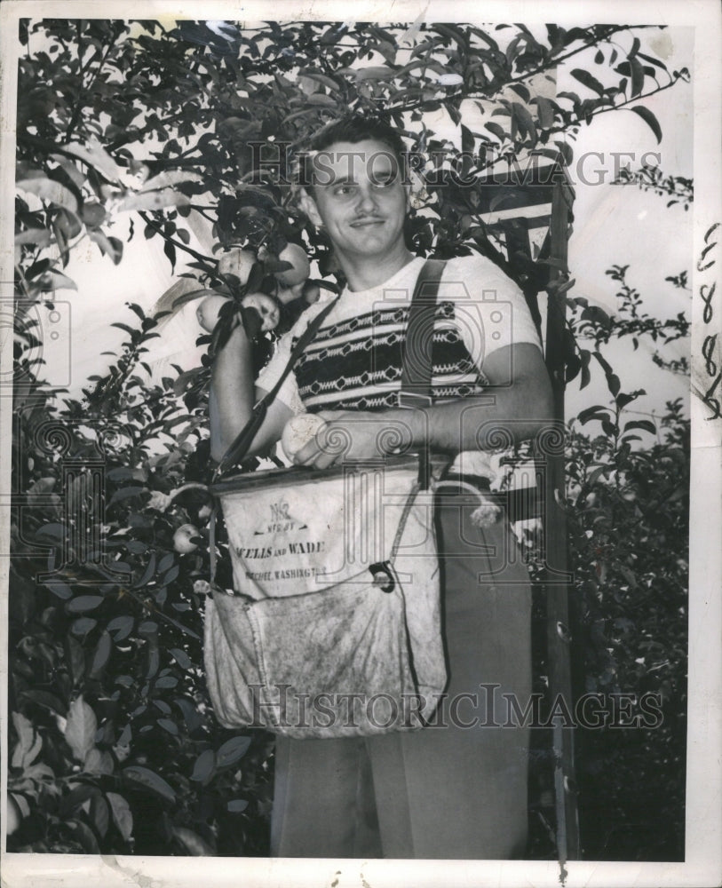 1949 Press Photo Apple Picking