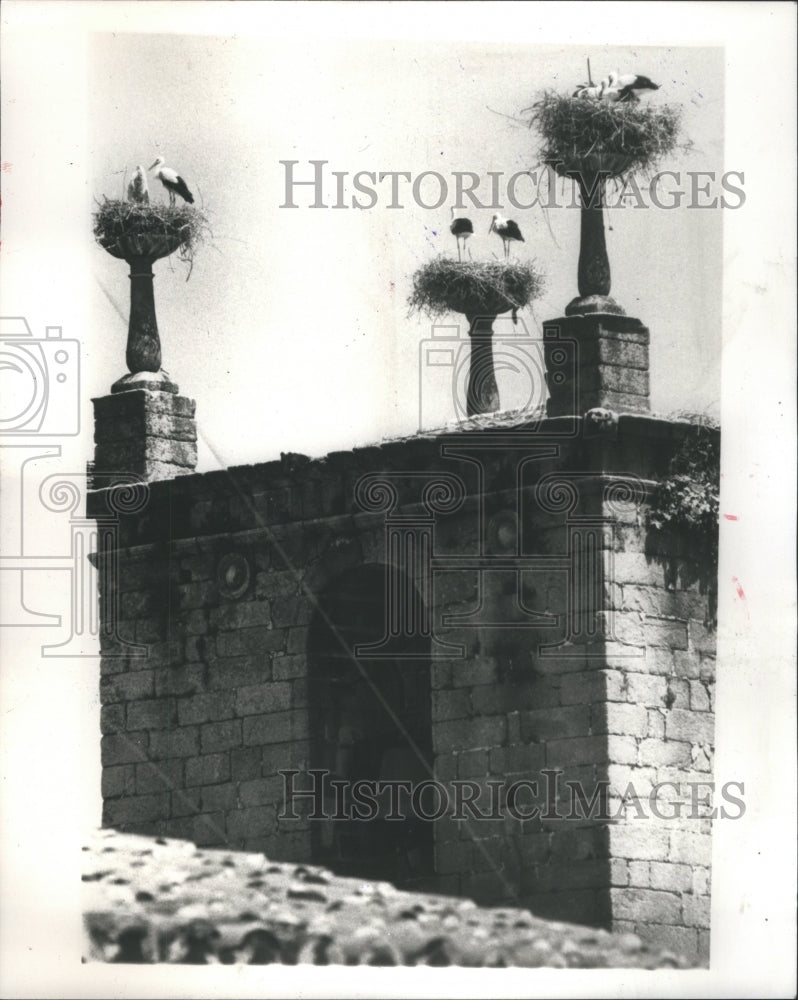 1984 Press Photo Storks Birds