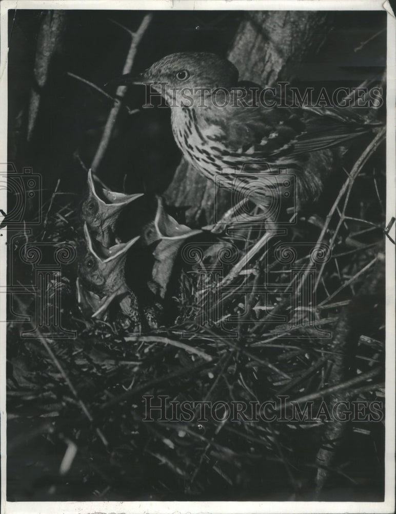 1940 Press Photo Brown Thrasher Bird