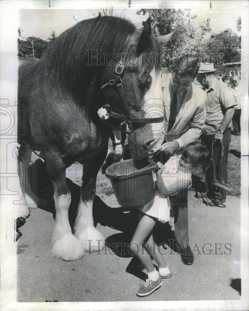 1969 Press Photo Clydesdale Horse