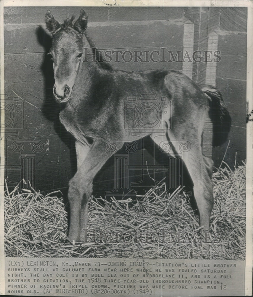 1949 Press Photo Citation Little Brother Foaled Stall