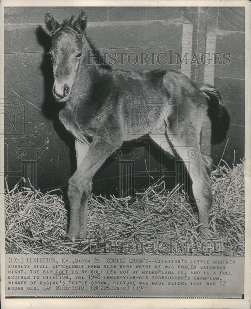 1949 Press Photo Coming Champ Little Brother Survey