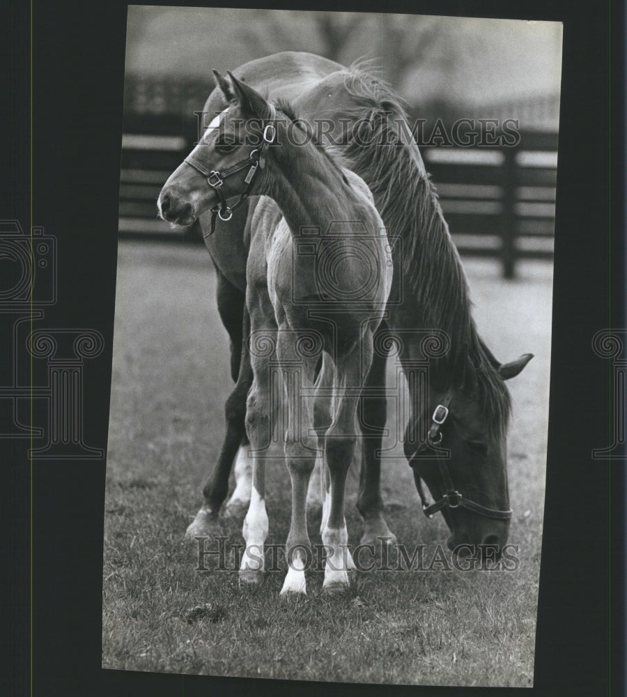 1985 Press Photo Horses foal