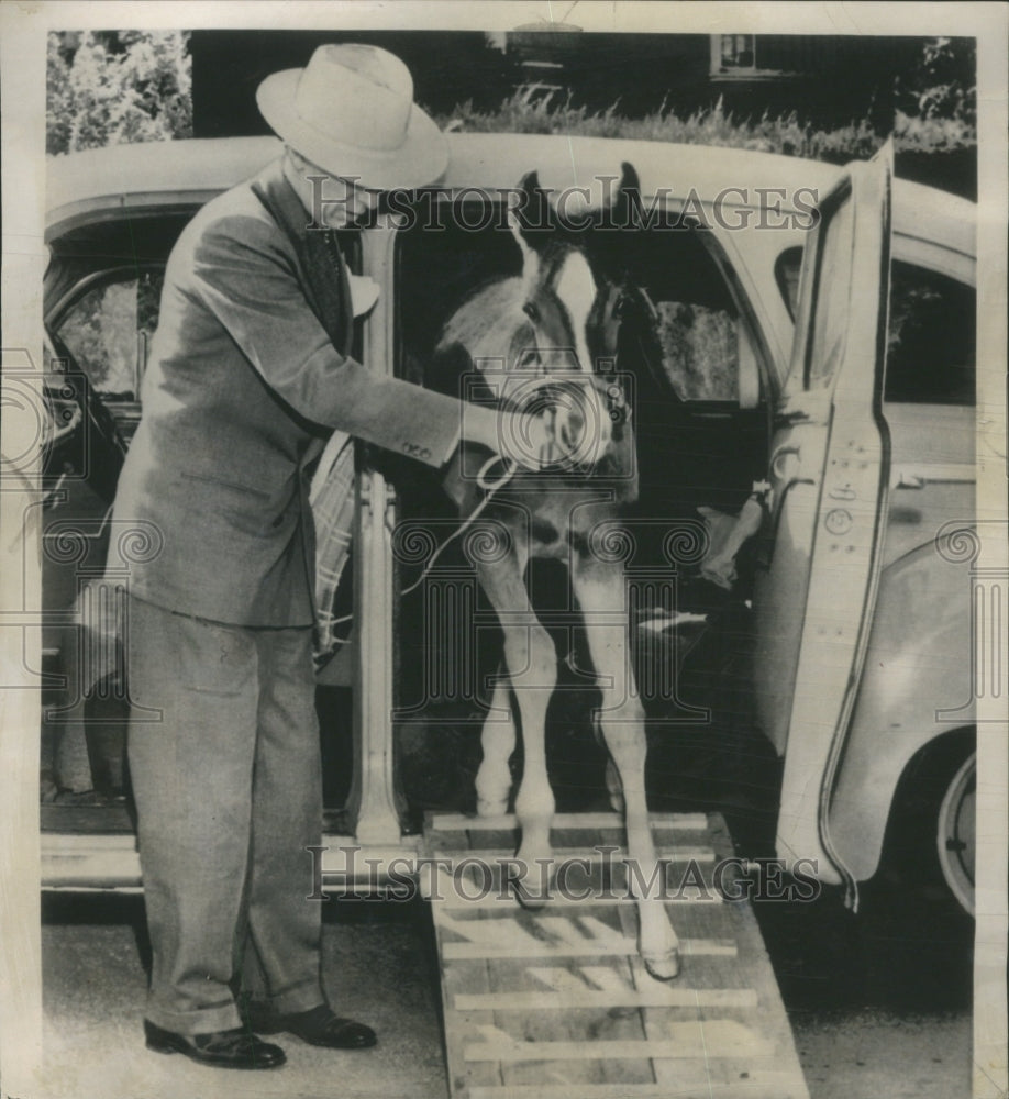 1951 Press Photo Colt Engraving Shop Skippy