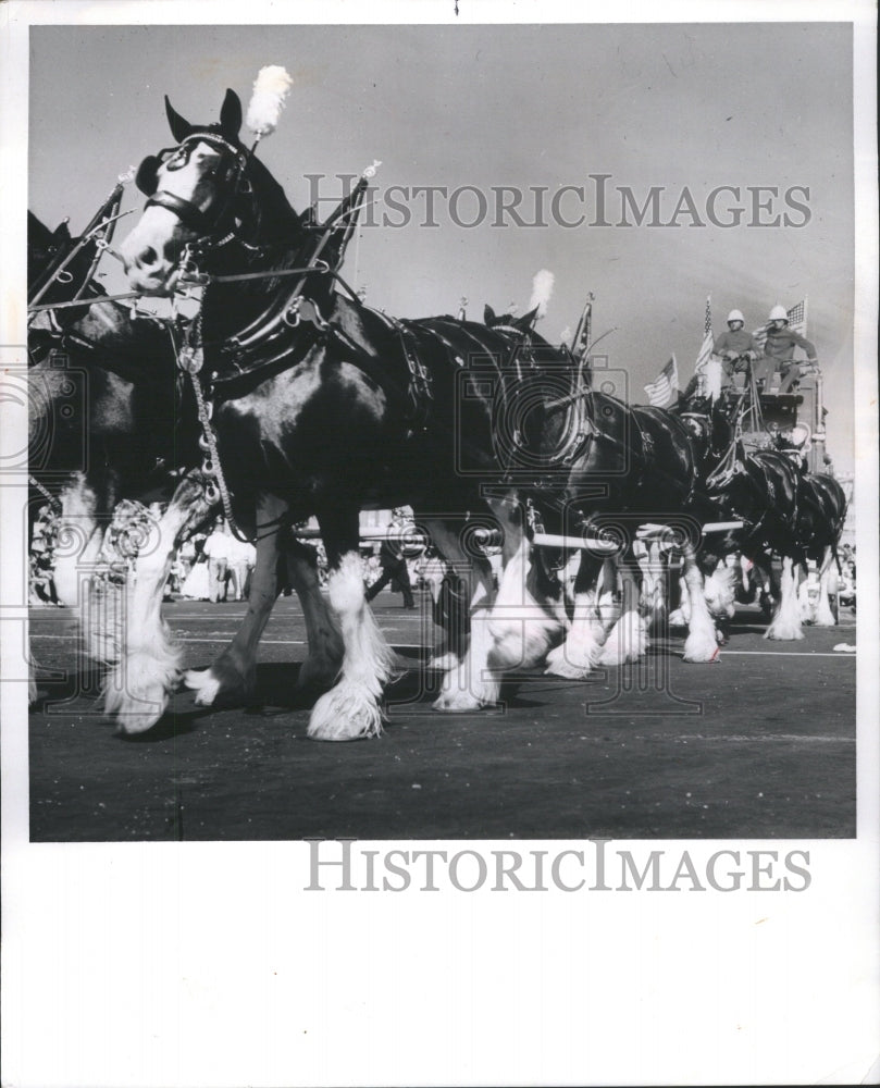 1986 Press Photo Hitch Clydesdales Pulls Stam Colliope