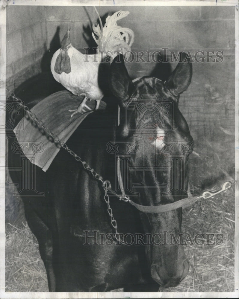 1971 Press Photo Horses and mascots