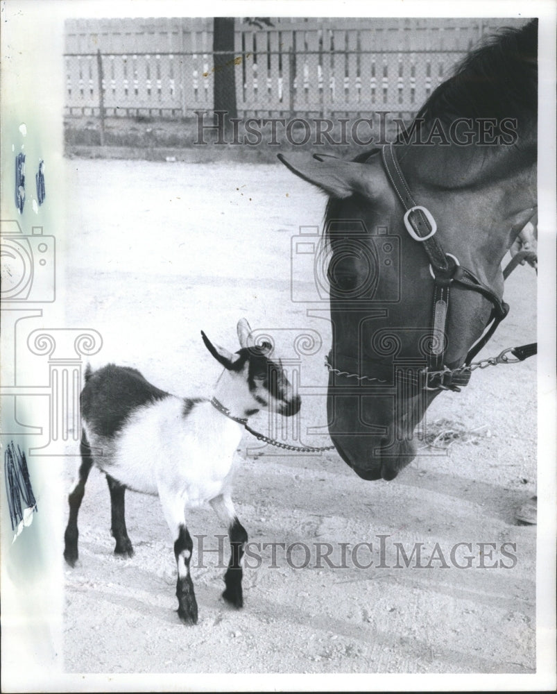 1973 Press Photo Horses