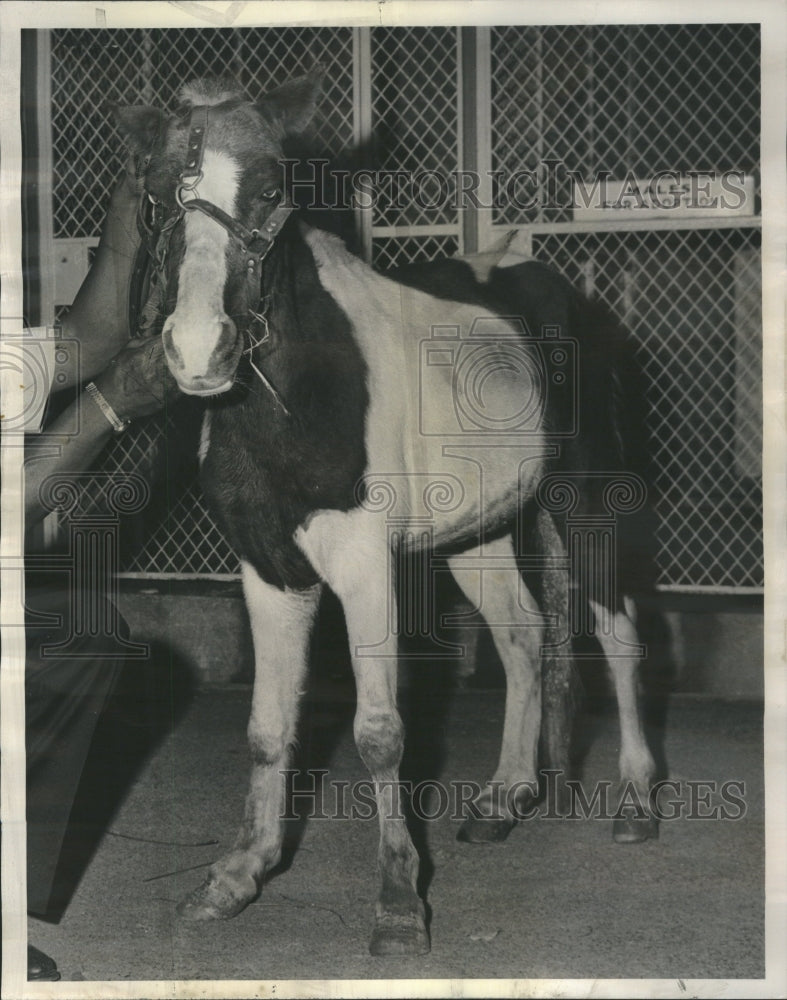 1966 Press Photo Horses and Ponies